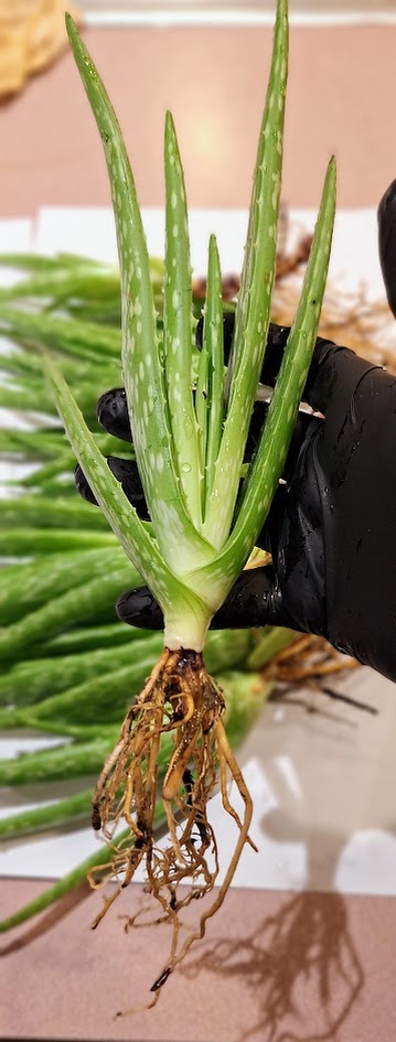 Aloe Vera Pups  in Pot