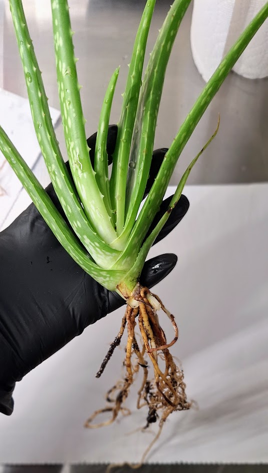 Aloe Vera Pups