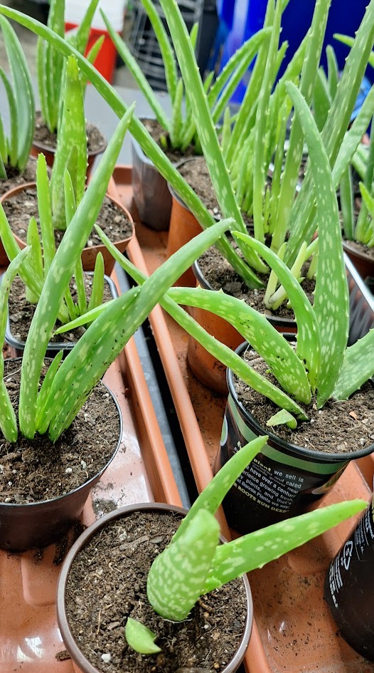 Aloe Vera Pups  in Pot