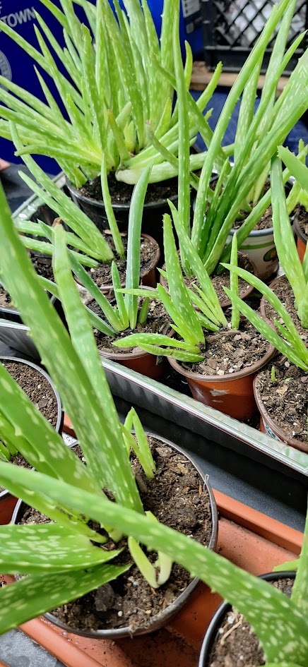 Aloe Vera Pups  in Pot